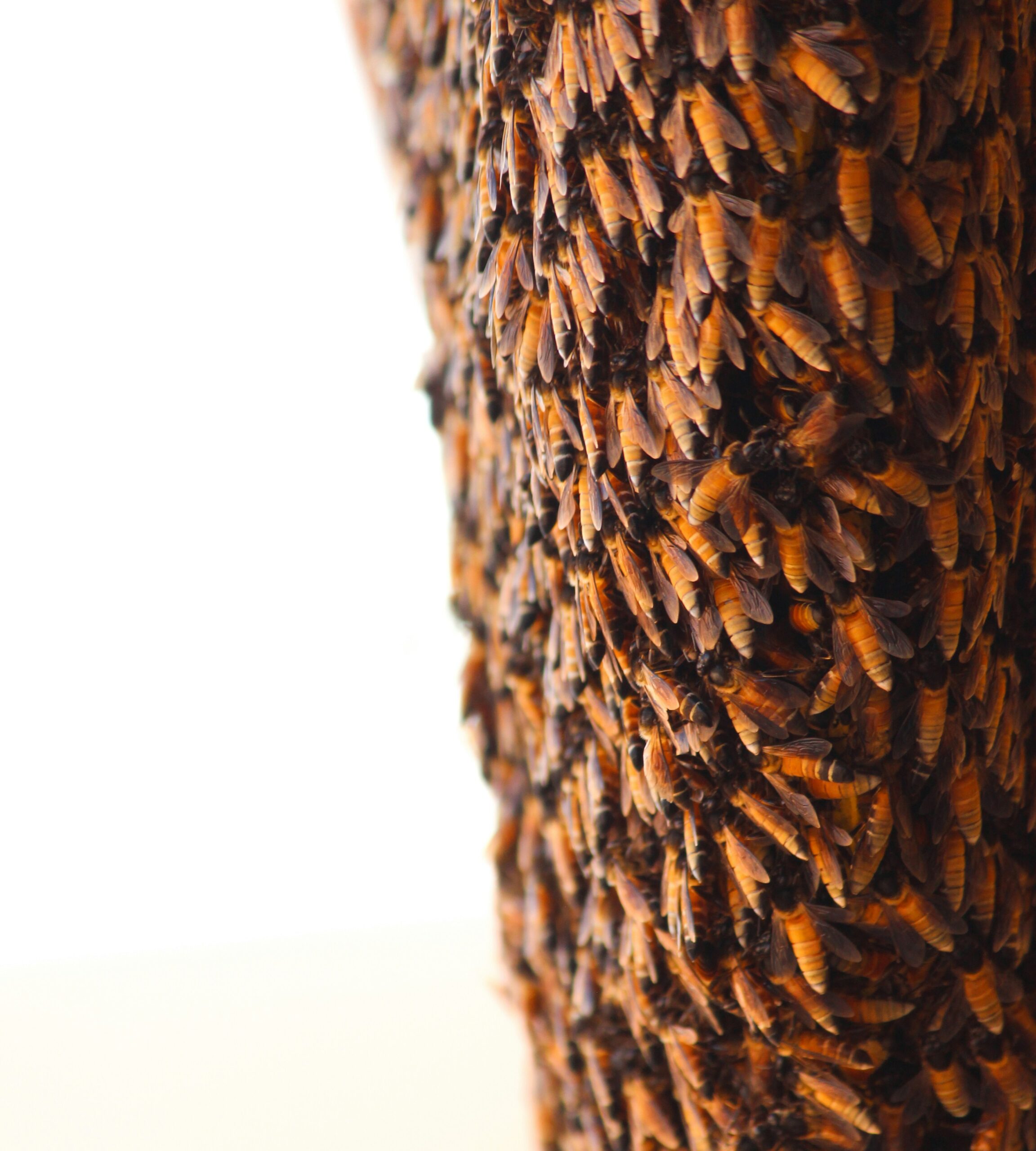 Harnessing Swarm Intelligence for Successful Crowd-Sourced Campaigns